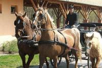 Sétakocsikázás Bikácson - aktív pihenés a Zichy Park Hotelben